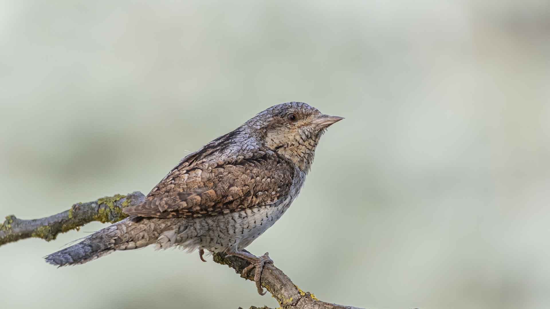 Eurasian Wryneck